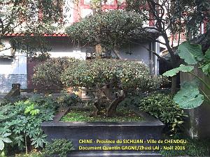 Chendgu 047
